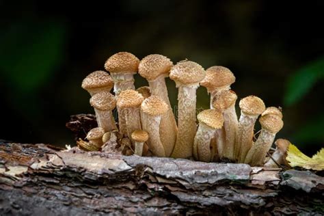 183 Armillaria Ostoyae Honey Mushroom Stock Photos - Free & Royalty ...