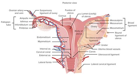 Uterus Ovaries And Sounds