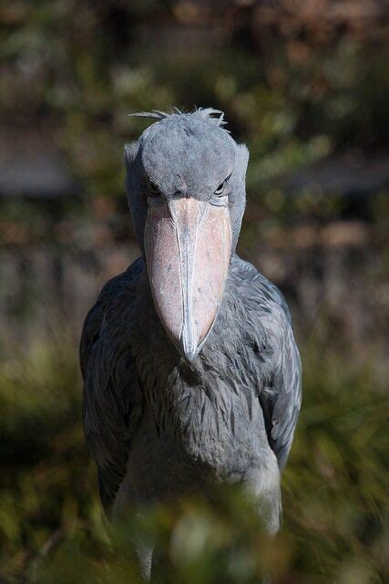 Incredible Shoebill Bird Photos: Watch Video for Stunning Facts- Bird ...