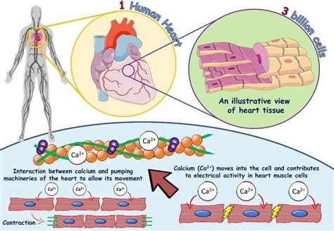 1: The role of calcium in heart muscle cells. One human heart consists... | Download Scientific ...