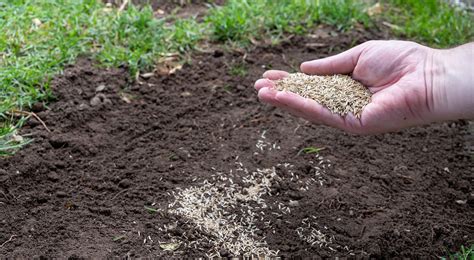 How to plant grass seed: the best ways to sow and grow a lawn, fast | GardeningEtc