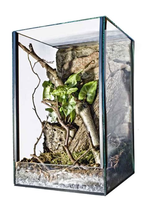 12 Best Tarantula Enclosures (2023 Update) - The Pet Savvy