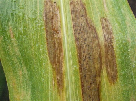 Maize (corn) | Diseases and Pests, Description, Uses, Propagation