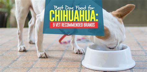 Best Dog Food for Chihuahua in 2020: Top 9 Vet Recommended Brands