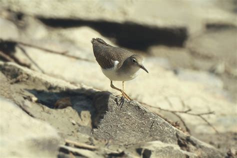 Spotted Sandpiper - Lenspiration