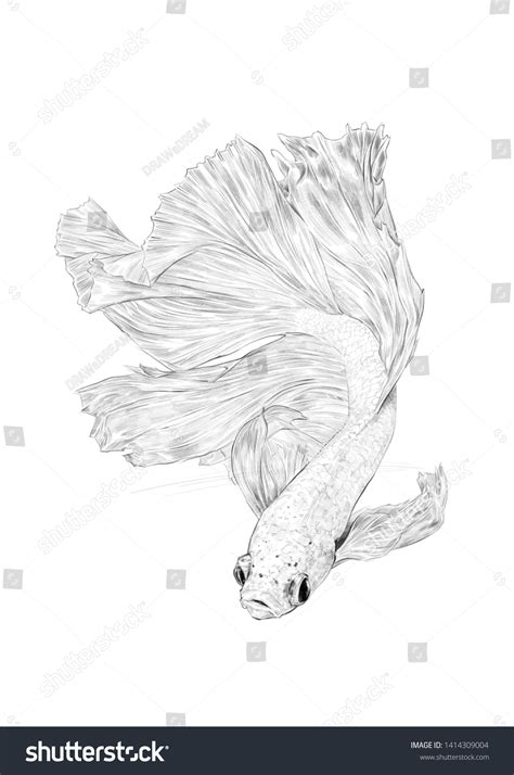 Yellow Siamese Fighting Fish Pencil Drawing Stock Illustration 1414309004 | Shutterstock