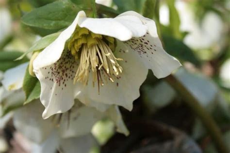 Hellebore Flower Meaning and Intriguing Symbolism | Florgeous