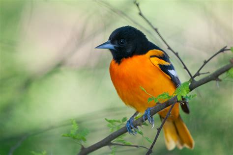 Five Things Every Bird Lover Should Know About the Baltimore Oriole | Lyric Wild Bird Food