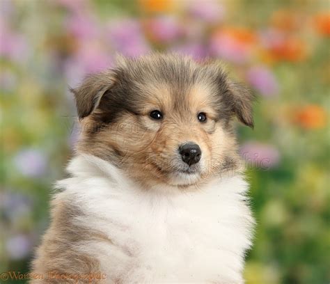 Dog: Mostly white Border Collie pup, on pink background photo | Rough ...