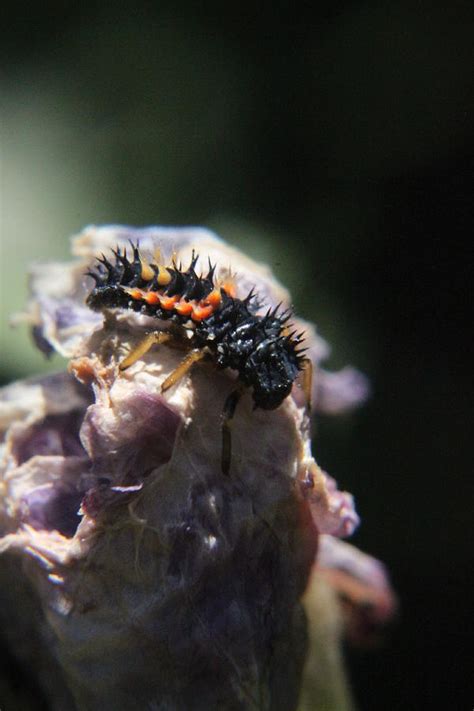 Coccinellidae larvae Photograph by Richard Wells