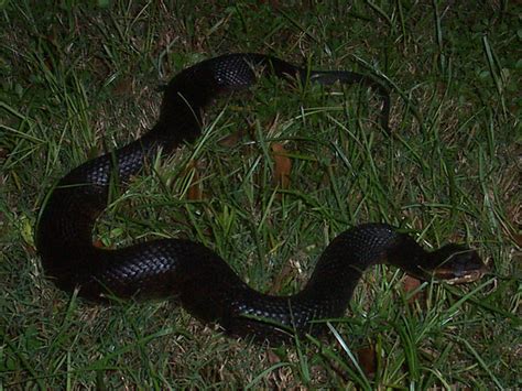 Florida Snake Photograph 030 - The Cottonmouth / Water Moccassin also has a very venomous bite.