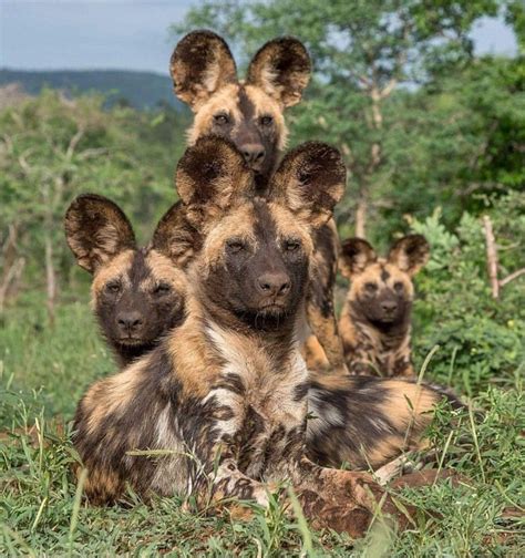 Family portrait #dogs #dog #animals #animal #pets #puppies #nature #pet #puppy #photo puppy ...