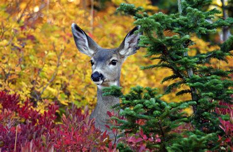 autumn, Fall, Landscape, Nature, Tree, Forest, Leaf, Leaves, Deer Wallpapers HD / Desktop and ...