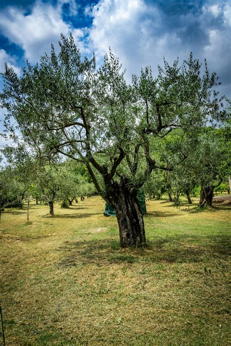 Olive Tree Pictures | Download Free Images on Unsplash