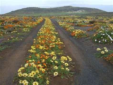 Namaqua National Park, Kamieskroon