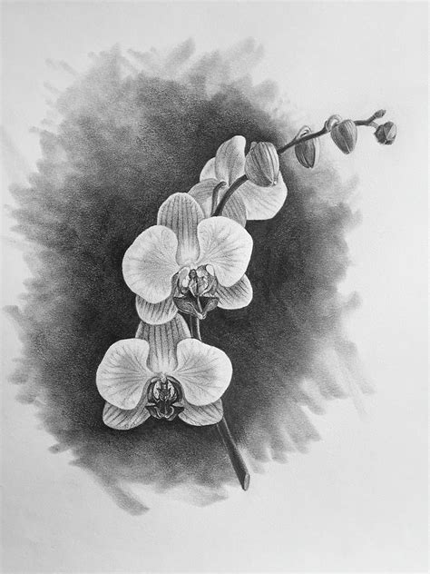 Orchid Drawing by Bill Finewood - Pixels