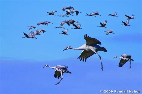 Sandhill Crane Migration by Randall Nyhof :: Black & White Magazine