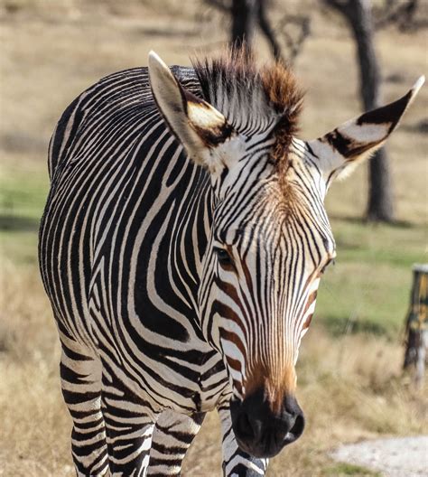 Cannundrums: Hartmann's Mountain Zebra