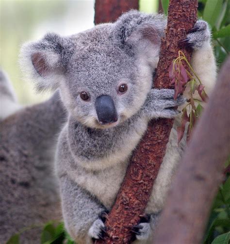 Baby Koala From My Home Country. Just The Cutest Most Awesome Amazing Animals Galleries http ...