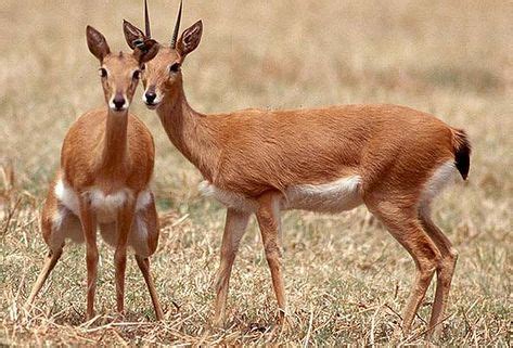 Oiribi pair - This gracious little antelope has a long, slender neck and legs. Ears are oval ...