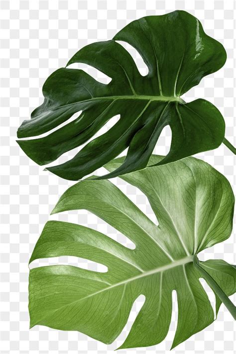 Split leaf philodendron, monstera plant | Premium PNG Sticker - rawpixel