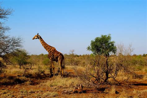 Giraffen Afrika | Nationalparks südafrika, Krüger nationalpark, Safari ...