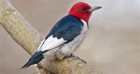 Red-headed Woodpecker Identification, All About Birds, Cornell Lab of ...