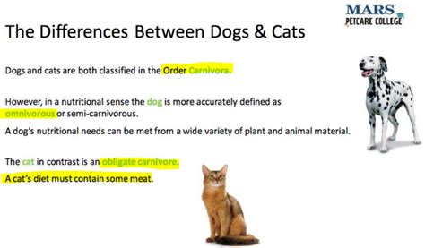 Are Cats And Dogs Omnivores Or Carnivores