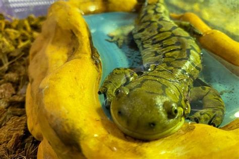 Tiger Salamanders — Reflection Riding | Chattanooga nature center ...