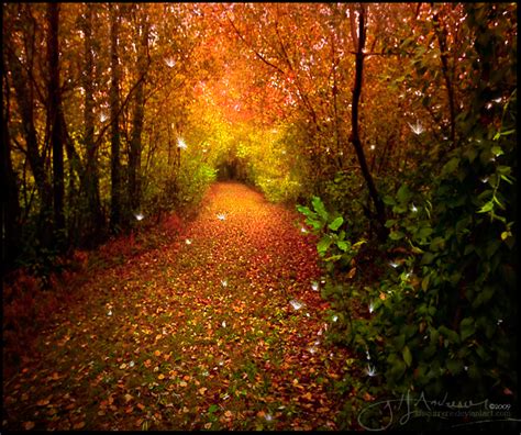 The Enchanted Forest by discurrere | Enchanted forest, Autumn forest ...