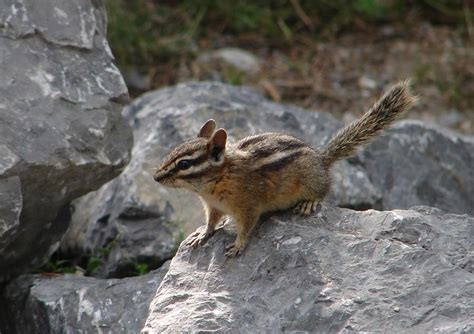 Least Chipmunk Photograph by Bruce W Krucke | Fine Art America