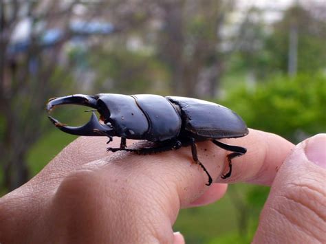 How to Care for Your Beetle: Pet Beetles in Japan