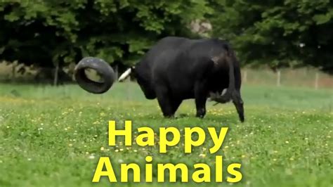 The Happiest Video You'll See All Day - Happy Animals Play, Run and ...