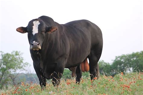 Black Baldie Beast | Bull cow, Cattle, Animals