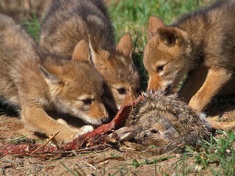 Coyote Pups Three Eating Rabbit photo - Joanne Stolte photos at pbase.com