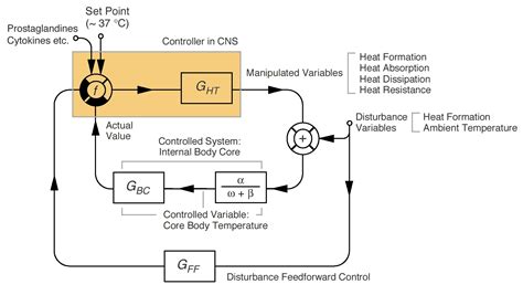 Thermoregulation - wikidoc