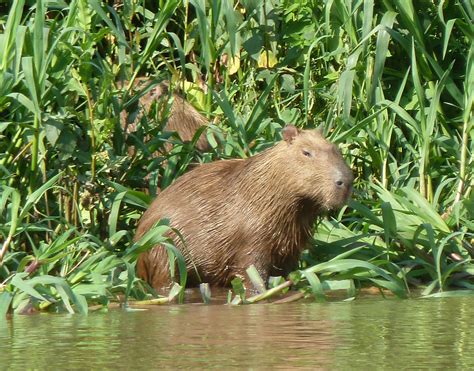 Pin by Steve . on Animals | Pantanal, Capybara, Animals