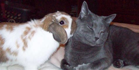 My bunny and cat, unlikely animal friends. : r/aww