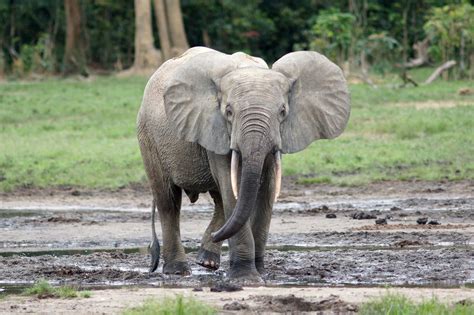 Лесной слон (лат. Loxodonta cyclotis)