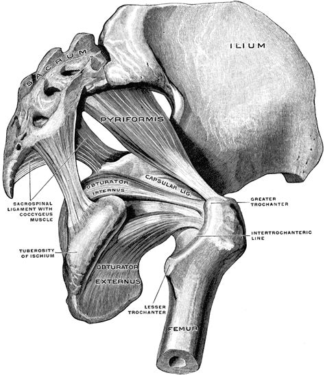 Muscles of Pelvis | ClipArt ETC