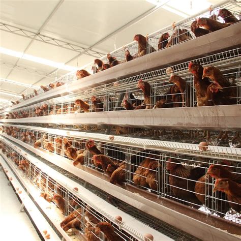 Jinmuren High Quality Commercial Layer Cage A Type Layer Cages Chicken ...