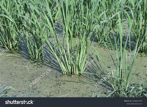 Zizania Latifolia Cultivation Poaceae Perennial Emergent Stock Photo 2189671979 | Shutterstock