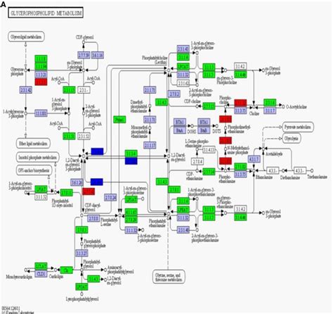 Pathway of glycerophospholipid metabolism | Download Scientific Diagram