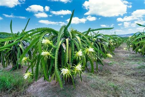 How to Pollinate Dragon Fruit? – The Garden Bug Detroit