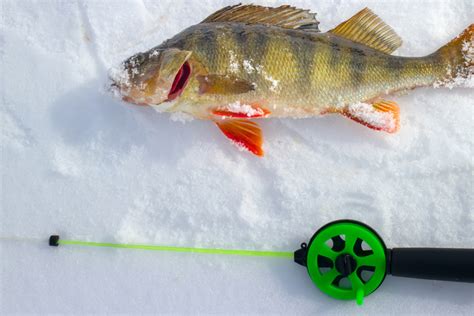 Essential Winter Bass Fishing Secrets for Cold Weather Adventures