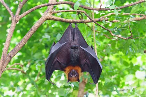 Why Are Bats Mammals? – North American Nature