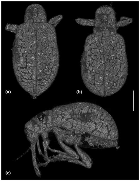 FR - Two new species of the family Rhynchitidae (Coleoptera: Curculionoidea) from Eocene Baltic ...