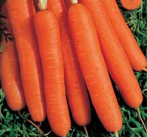 Carrot Early Nantes 2 Pelleted Seeds - Premier Seeds Direct