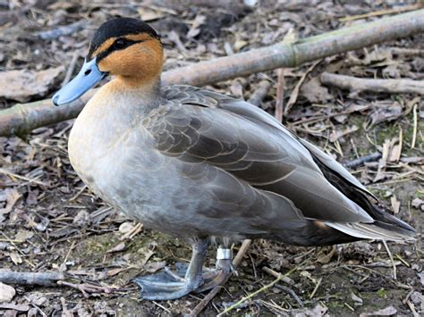 IDENTIFY PHILIPPINE DUCK - WWT SLIMBRIDGE