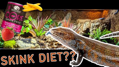 Blue Tongue Skink Diet | What to feed a blue tongue skink, and how to ...